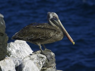 Galapagos Brown Pelican (Pelecanus occidentalis thagus)