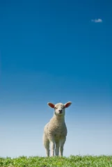Abwaschbare Fototapete Schaf süßes Lamm