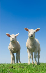 Naklejka na ściany i meble cute lambs