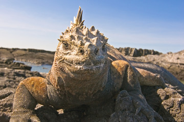 Marine Iguana (Amblyrhynchus cristatus)