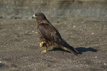 Galapagos Hawk (Buteo galapagoensis)