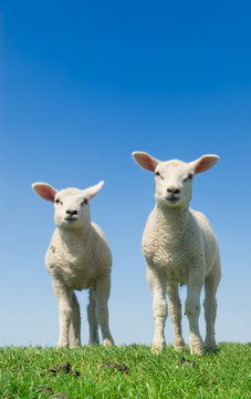 cute lambs