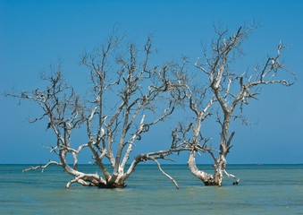 Mangrove Trees in Madagascar