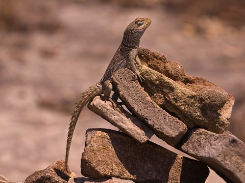 Collared Iguanid (Oplurus cuvieri)