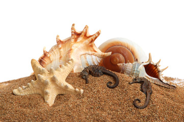 Seashells