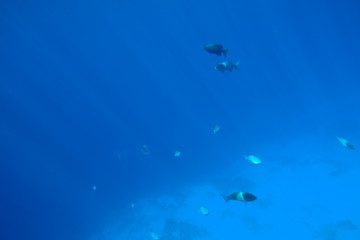 Unterwasser mit Fischen