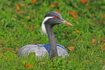 Jungfernkranich, Kranich