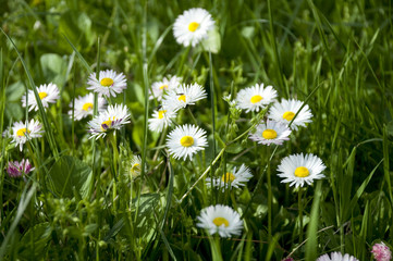 Little daisy n the grass