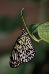 Tree Nymph Butterfly