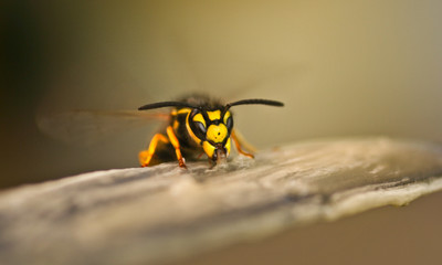 Wespe
