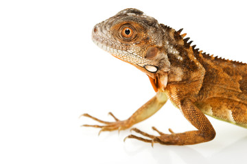 Red Iguana