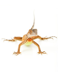Red Iguana