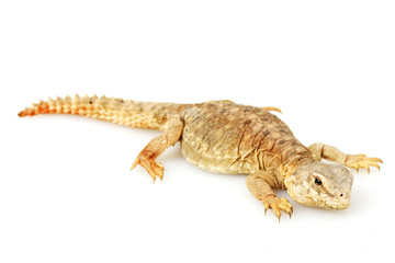 Spiny-tailed lizard