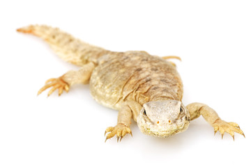 Spiny-tailed lizard