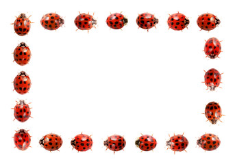 Ladybug frame