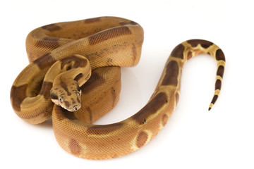 Obraz premium Boa Constrictor
