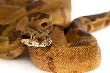 Boa Constrictor