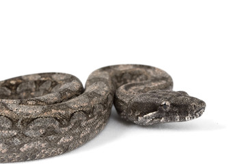 Argentine Boa