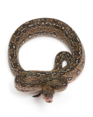 Obraz premium Leopard Argentine Boa