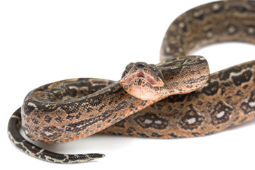 Leopard Argentine Boa