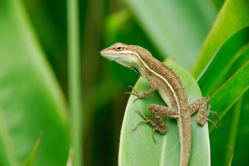 Fototapeta premium Anolis auratus (polychrotidae, sauria)