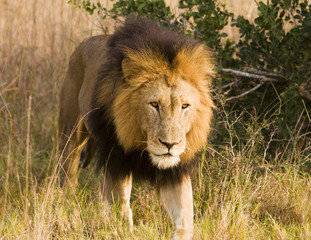 Fototapeta na wymiar Stalking dzikiego lwa, Na Safari