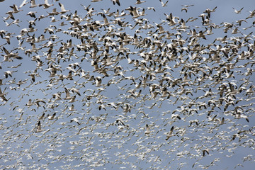 One Thousand Snow Geese