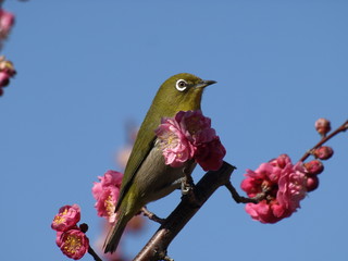 春の