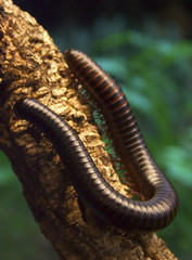 wurm