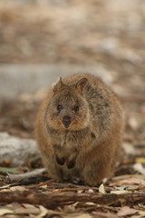 Quokka - Australian Marsupial