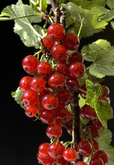 Rote Johannisbeeren