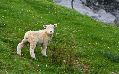 Obraz premium Lamm