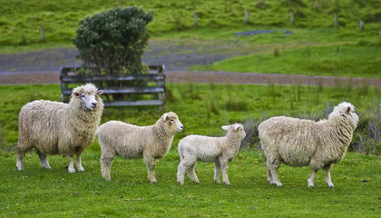 Obraz na płótnie Canvas Cztery owce