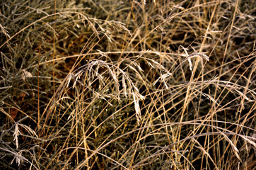 Grass
