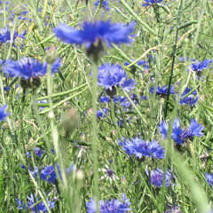 Kornblumen im Raps