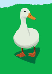 White duck