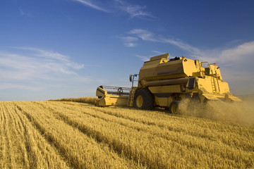 Fototapeta premium Agriculture - Combine