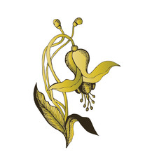 floral element -  vector