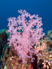Fototapeta na wymiar Pink soft coral