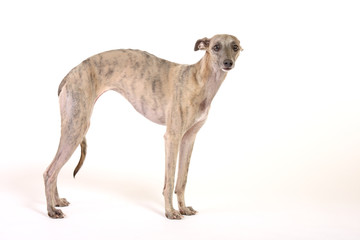 whippet