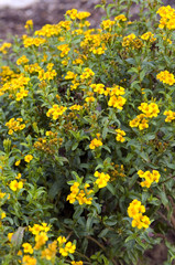 Gewuerztagetes