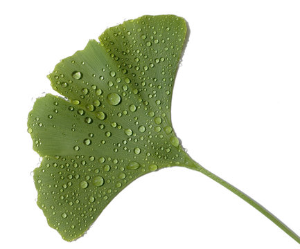 Ginkgoblatt, Ginkgonadel