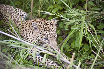 Fototapeta na wymiar Leopard resting at Kruger national park.