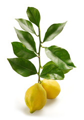 lemons
