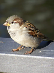 Spatz