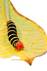 Chenille du sphinx mangeant une feuille de frangipanier