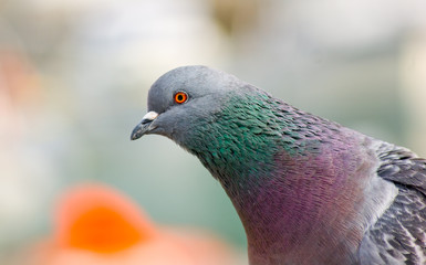 Taube Brustportrait