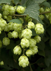 Hopfen