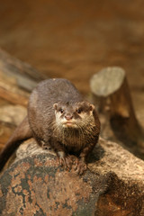 Fototapeta premium Otter looking at you