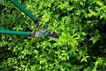 Hecke schneiden - cut a hedge 05